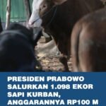 Prabowo Salurkan 1.098 Sapi Kurban, Sapi Seberat 1,3 Ton Disiapkan untuk Masjid Istiqlal